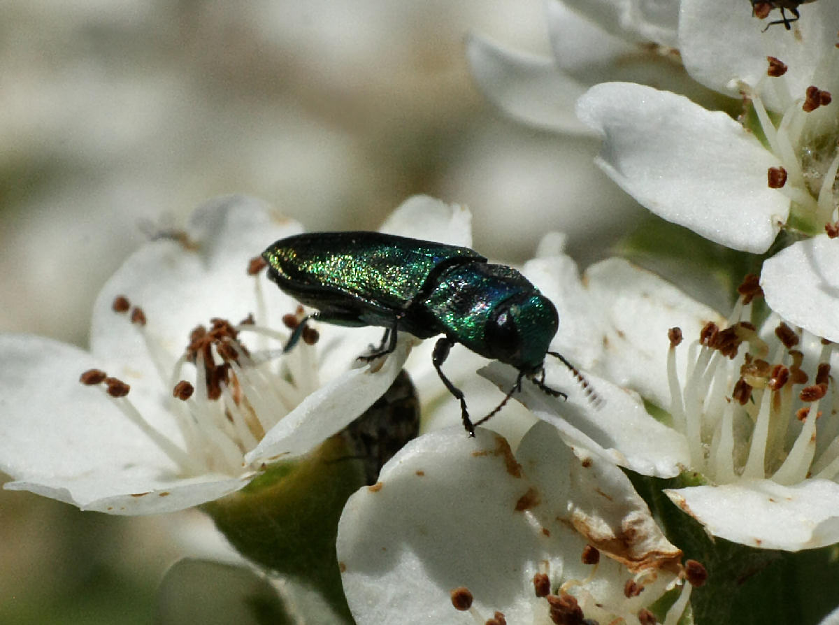 da identificare - Anthaxia cf. thalassophila thalassophila